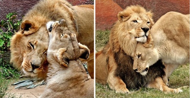 Sick Lion Couple Was Put Down Together, Takže Ani jeden z nich by nebol sám