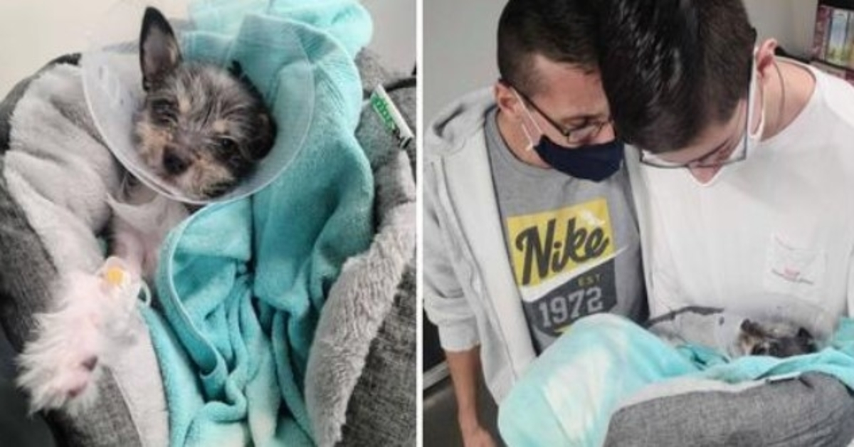 Devastated Family Unable To Dog’s Medical Bills nútení vzdať sa jej