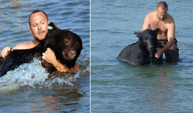 Človek vidí topiaceho sa medveďa a riskuje svoj život, aby ho zachránil