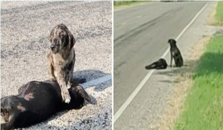 Ochranný Big Brother Waits For His Sister To Wake Up After A Car Hits Her