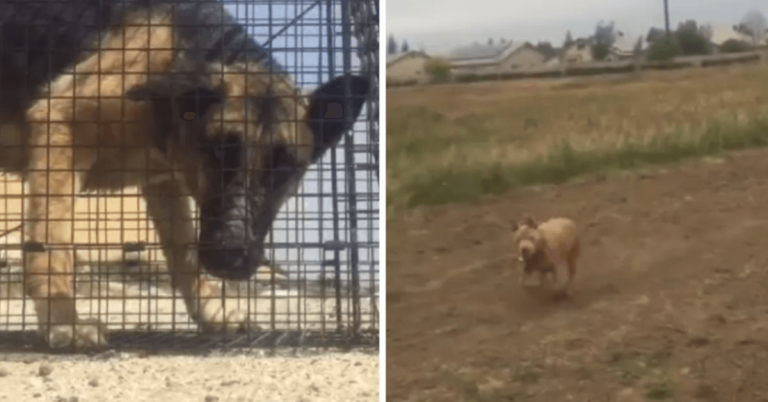 Hladujúci nemecký ovčiak na pokraji života zachránený s pomocou odvážneho Pitbulla