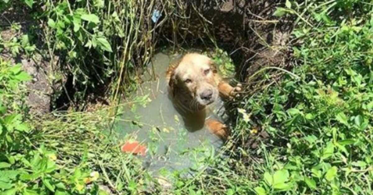 Policajt pomáha zachrániť šteniatko pred utopením a potom sa rozhodne stať sa jeho otcom