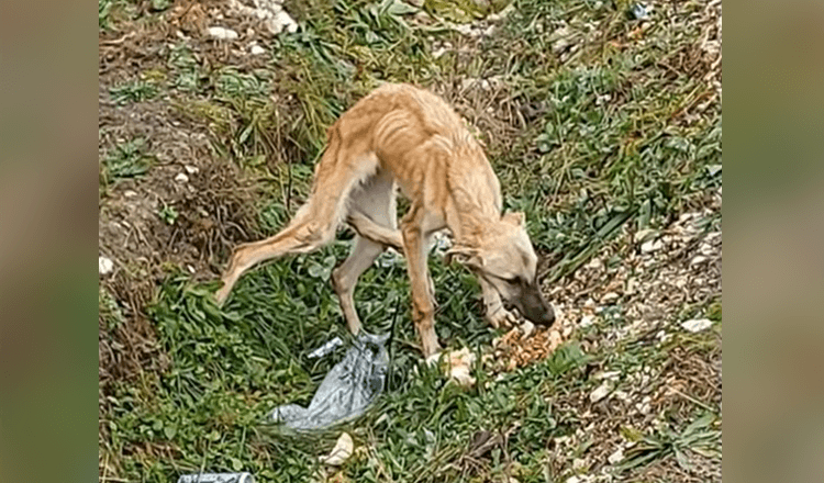 Našiel vystrašeného psa, ktorý vôbec neverí ľuďom a je veľmi smutný