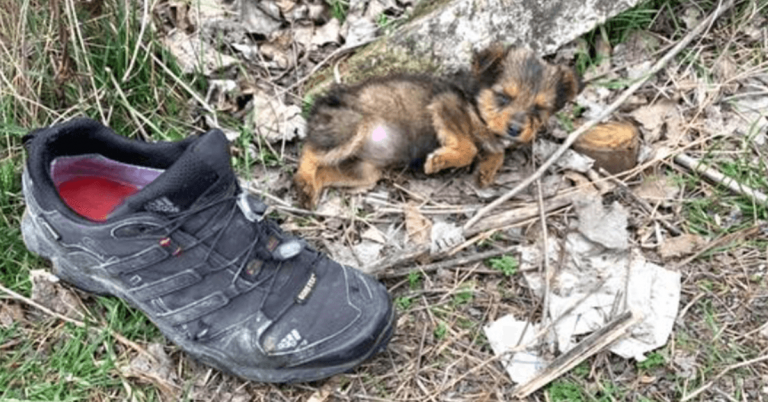 Šteniatko vyhodené s odpadkami si vezme starú topánku pre pohodlie