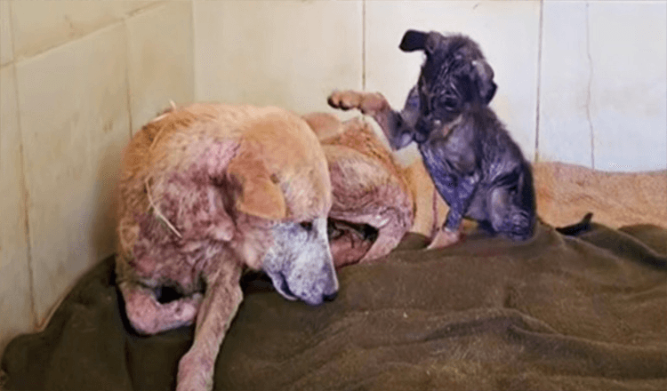 Sickly Puppy Used All She Had To Sit Up And Tell Mom It Would Be All Right