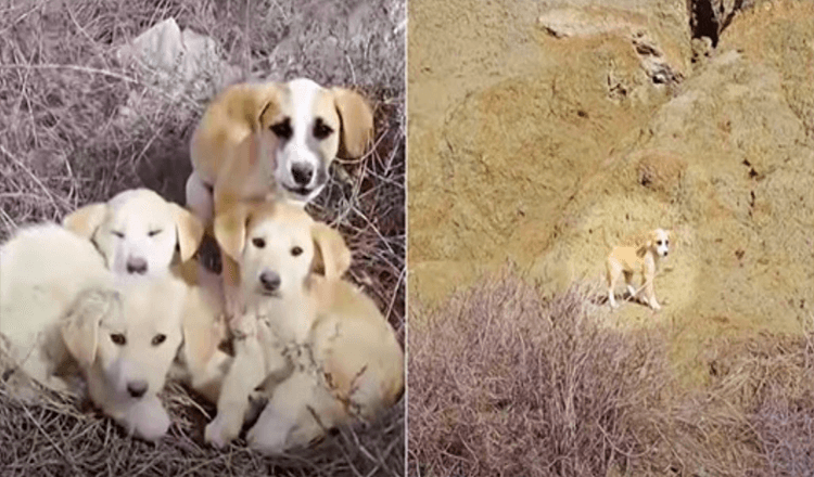 Žena a manžel narazili na nechcené šteniatka, všetci chcú byť zachránení, ale 1