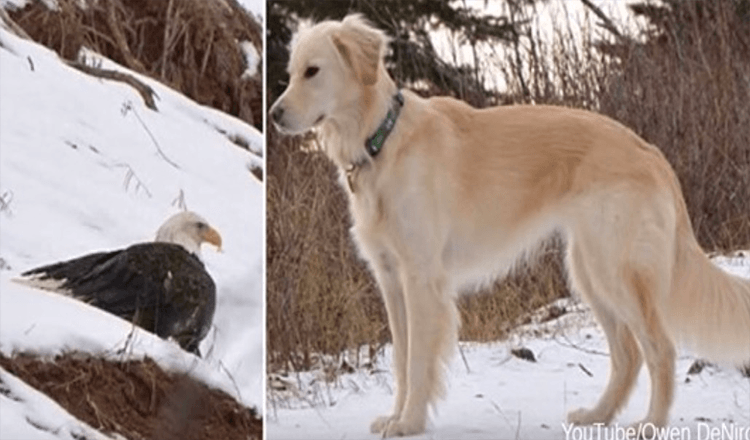 Orol bielohlavý zachránil zlatý retriever pred mrazom