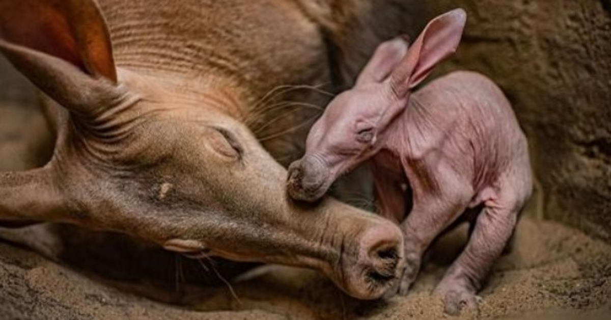 Zoologická záhrada v Chesteri bola „veľmi šťastná“, keď oslavovala narodenie svojho prvého srdcovníka