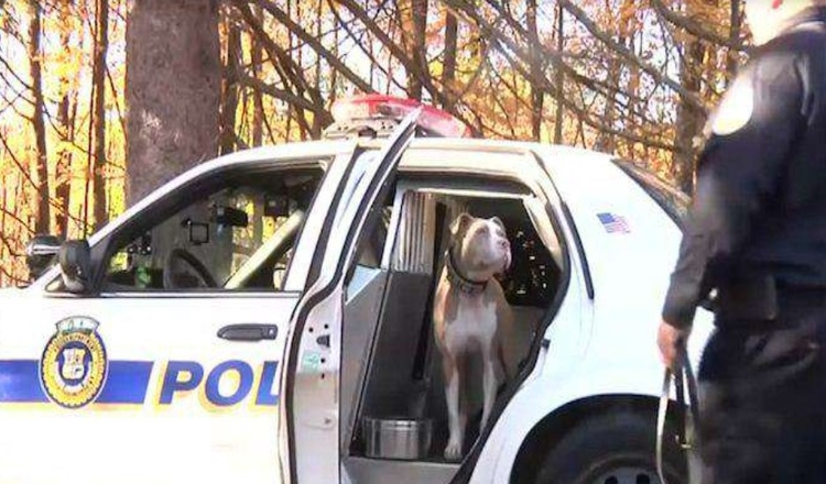 Prvý policajný pes Pit Bull v New Yorku búra stereotypy pre svoje plemeno