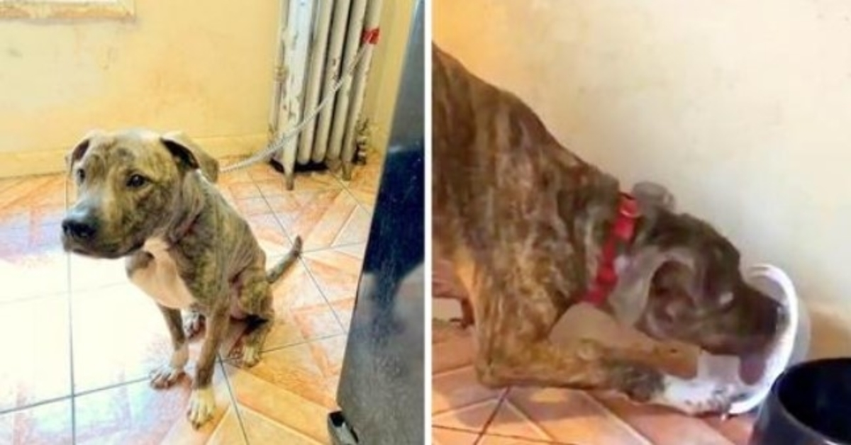 Pit Bull vyhladovaný a pripútaný k radiátoru 6 mesiacov, žerie sneh a myslí si, že je to jedlo