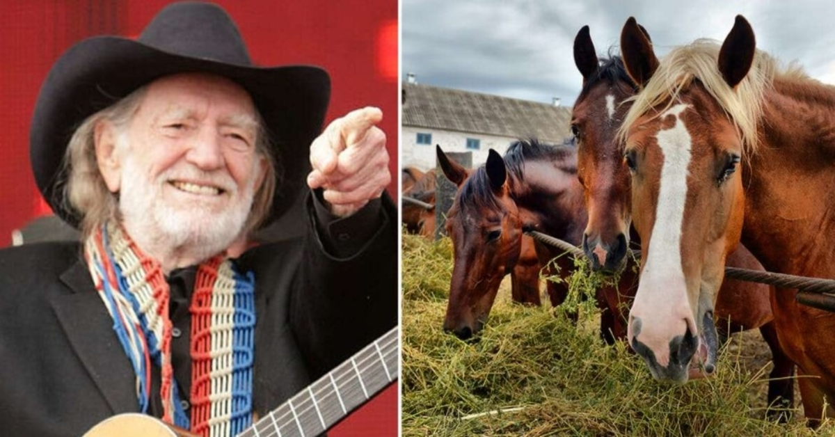 Willie Nelson zachránil 70 koní z bitúnku, aby sa mohli voľne pohybovať na svojom ranči v Texase