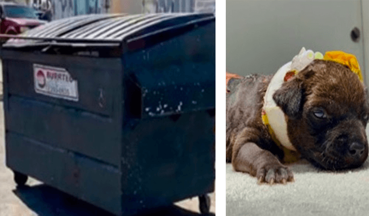 Badly Burned Puppy Found In Trash After Passerby Heard Her Cries