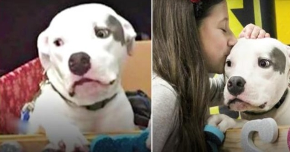 Zneužívaný pitbull opäť vidí svojho brata a prosí ho, aby utešil jeho zlomeného ducha