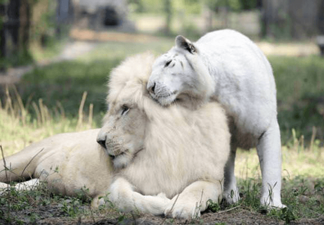 Biely lev a biely tiger mali spolu deti a sú to tie najrozkošnejšie veci na Zemi