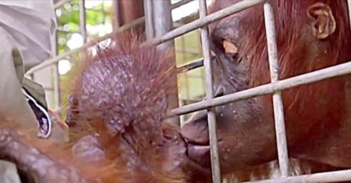 Robotníci sa zrútili v slzách, keď sa mama orangutan znovu stretla so svojím uneseným dieťaťom