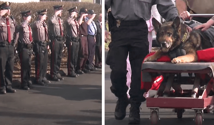 K9 je ocenený 1 poslednou jazdou v policajnom aute pred usnutím