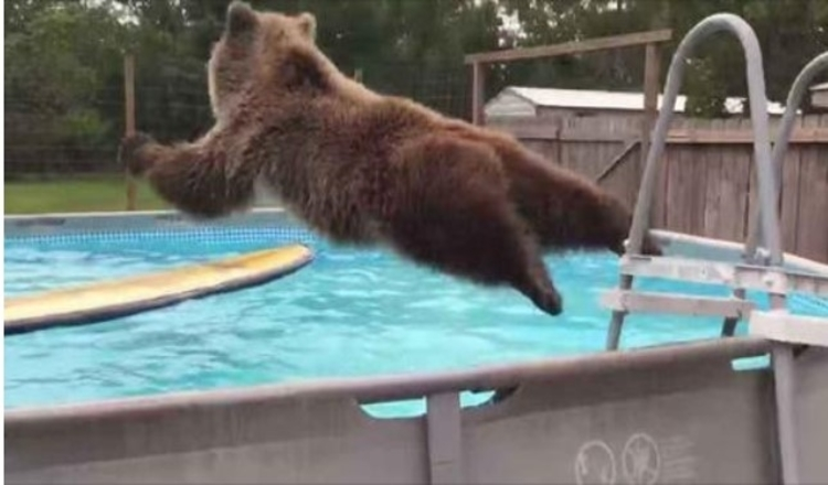 Grizzly Bear Belly spadne priamo do bazéna, potom sa otočí a vyčarí fotoaparátu obrovský úsmev