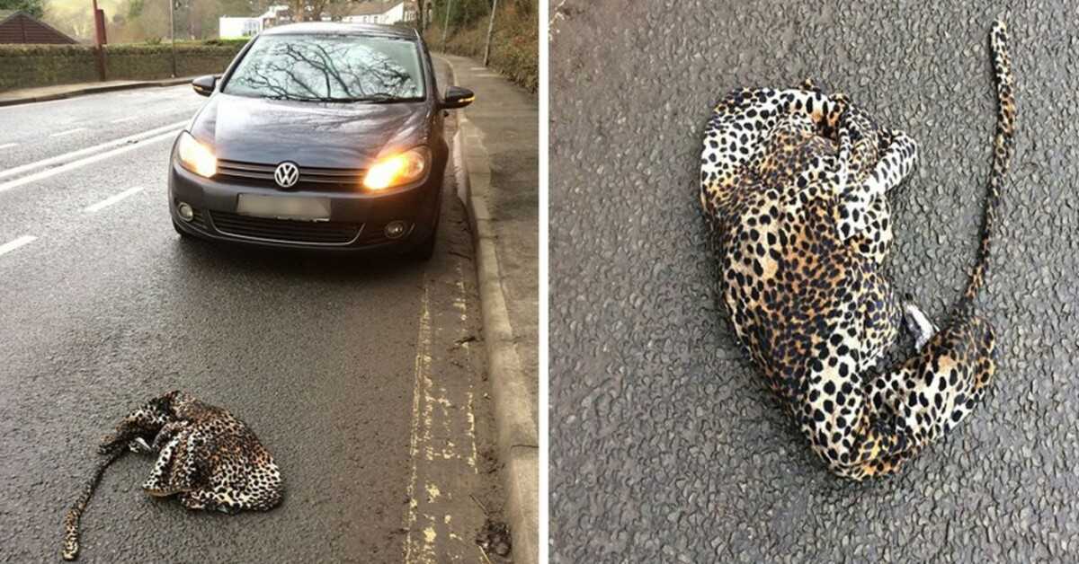 Muž v strachu zastaví svoje auto, aby pomohol zranenému leopardovi ležiacemu na ceste