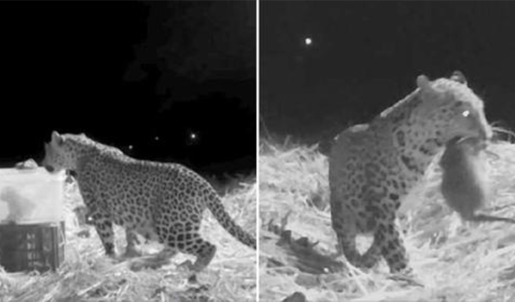 Záchranný tím nahral stretnutie matky leoparda a strateného mláďatka, ktoré našli priateľskí ľudia