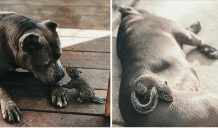 Orphaned Baby Squirrel Run Up to Motherly Pitbull and Begs for Ju Help