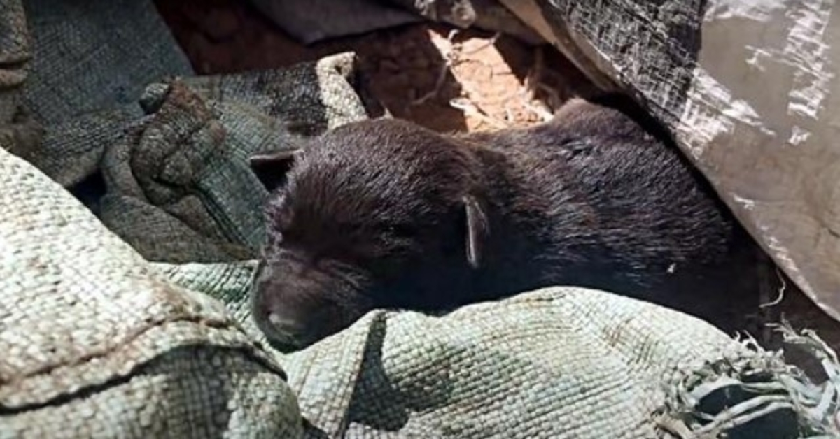 Šteniatka položené vedľa mŕtvych súrodencov, držiace sa nádeje po tom, čo boli vyhodené do koša