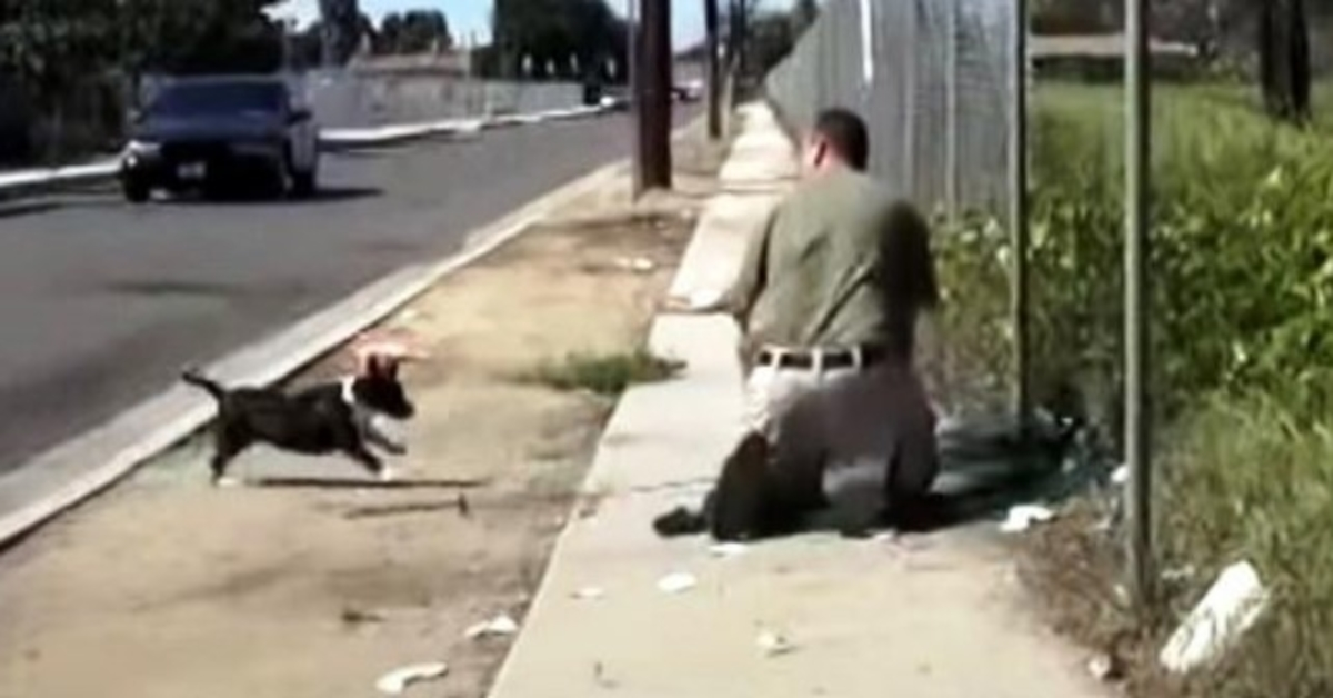 Stray Mama Dog Freaks Out When She Sees A Man Trapping Ju Only Puppy In A Net