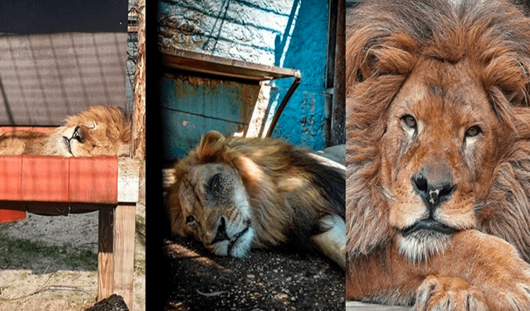 Lev Bob, ktorý žil v najhoršej zoo na svete, bol zachránený / Teraz má jedlo a milujú ho