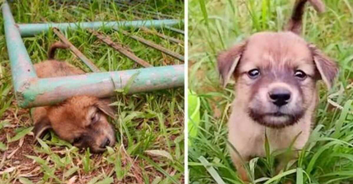 Zatúlané šteniatko uviazlo pod bránou a kričalo od bolesti, kým nezomrel