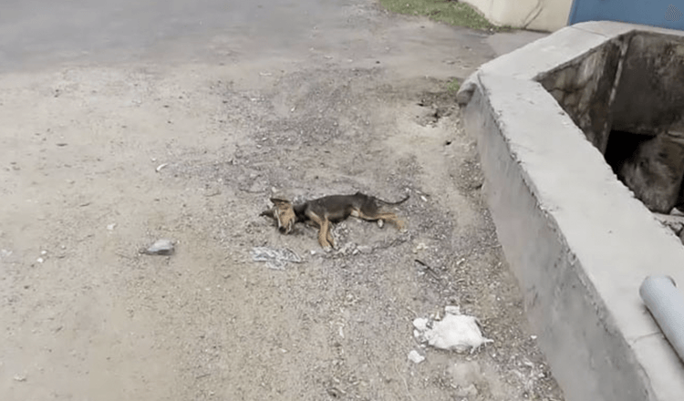 Umierajúce šteniatko vrtí chvostom, keď sa záchranári blížia