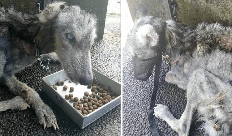 Chlap nájde huskyho opustenú kožu a kosti a pomôže mu zotaviť sa