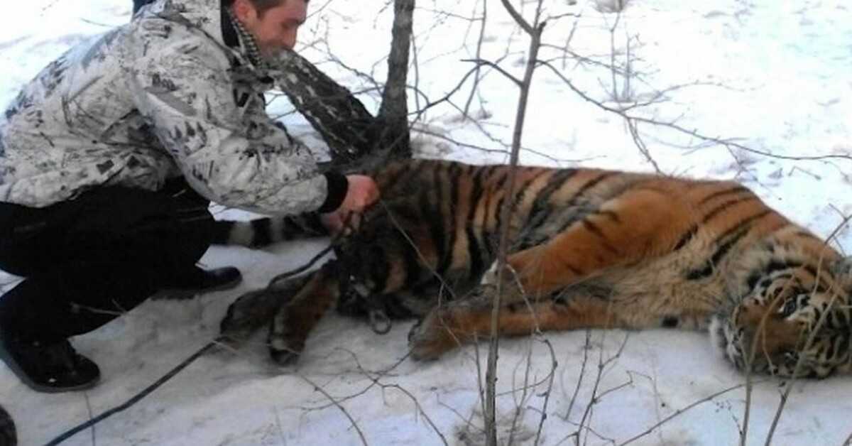 Divoký tiger prišiel požiadať o pomoc, aby mu stiahol slučku okolo krku