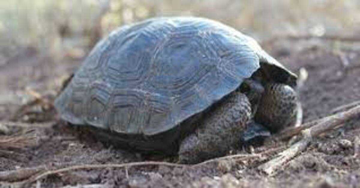 Mláďatá korytnačiek narodené na ostrove Galapágy prvýkrát za sto rokov