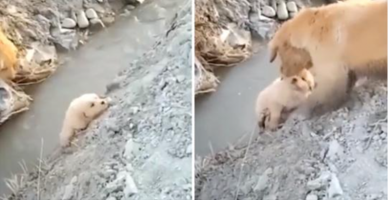 Mama Dog Saves Ju Puppy From Falling In A Ditch. Konala nebojácne, aby mu pomohla