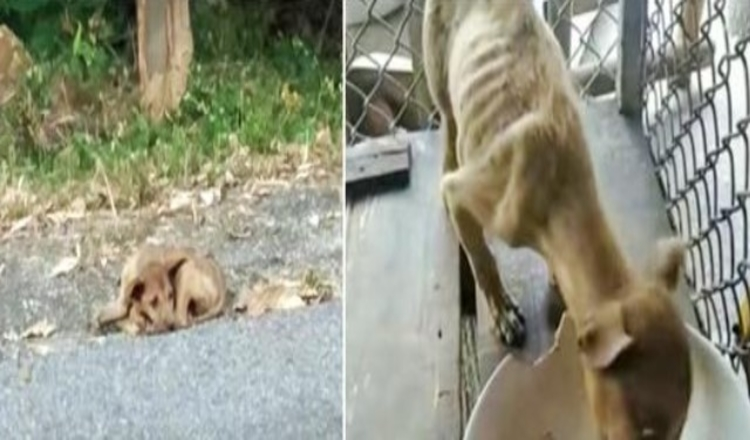 Roadside Stray zdvihnutý anjelom, oči sa rozširujú, keď vidí prvé jedlo