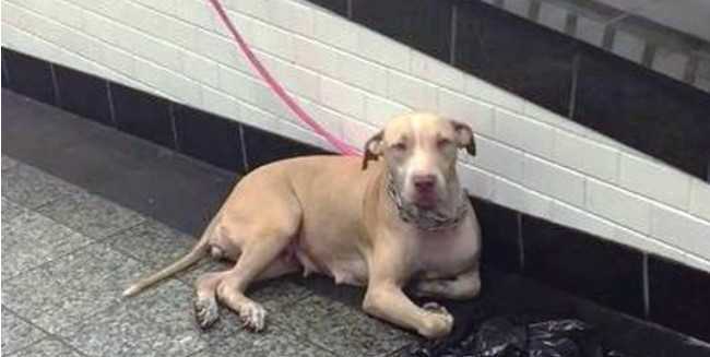 Dog Tied And Dumped In Subway Stares At Commuters Dúfajúc, že jej niekto pomôže