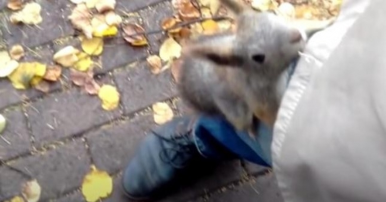 Squirrel Wants Stranger To Follow Ju To Ju Baby, Skoky Na Nohe