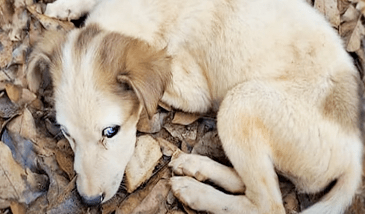 Blue Eyed Pup Depleted Of Life Had No Energy Left To Sad Up or Move