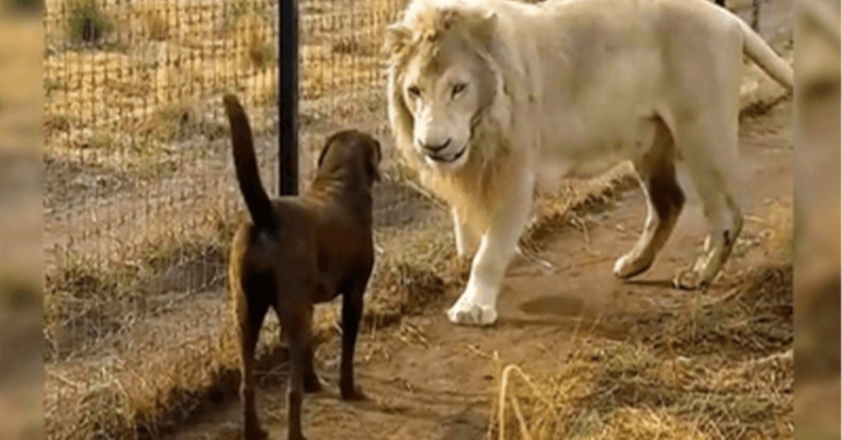 Labrador sa stretáva tvárou v tvár s obrovským bielym levom, ale lev ju chytí za nohu