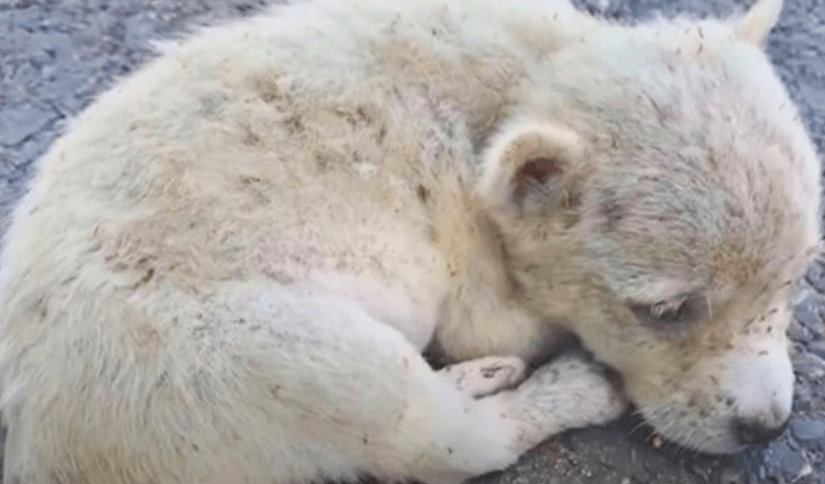 Šteniatko so zlomeným srdcom zožraté blchami stočené na ceste, príliš slabé na to, aby pokračovalo