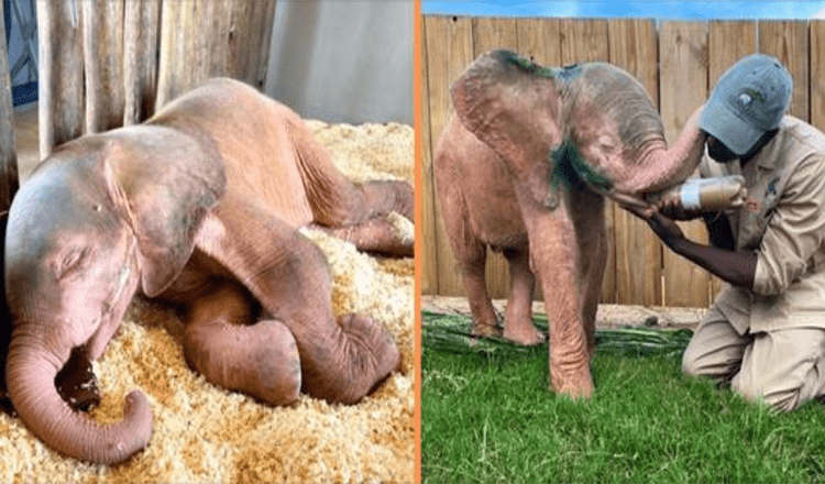 Albino Elephant Rescue From Poachers Snare Has Made A Full Recovery