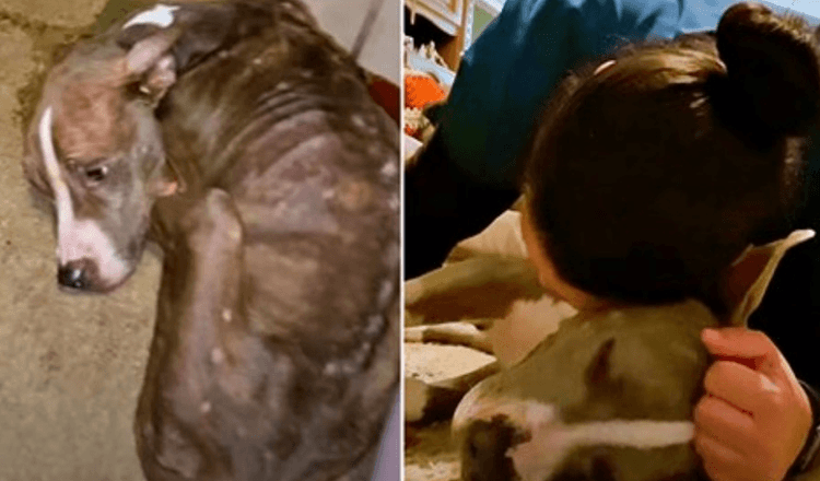 Curled Up Starved Dog Had No Hope Of Survival So Woman Risk It All