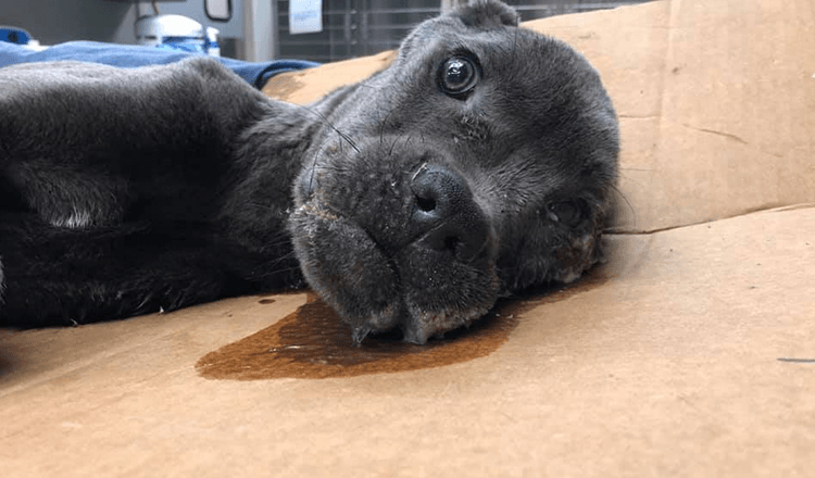 Victimized Puppy Left on Interstate dostane znamenie, aby mu pripomenulo, že to stojí za to