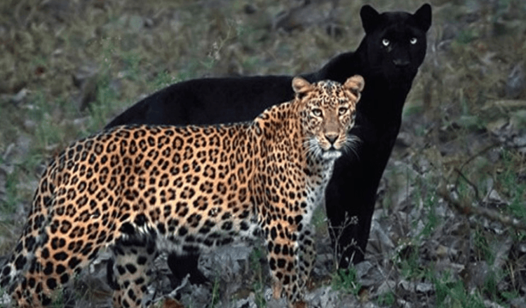 Fotograf zachytáva neuveriteľnú fotografiu páru leoparda a čierneho pantera