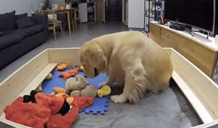 Zlatý retriever Tries To Console Her Crying Puppies By Bringing Them Her Toys