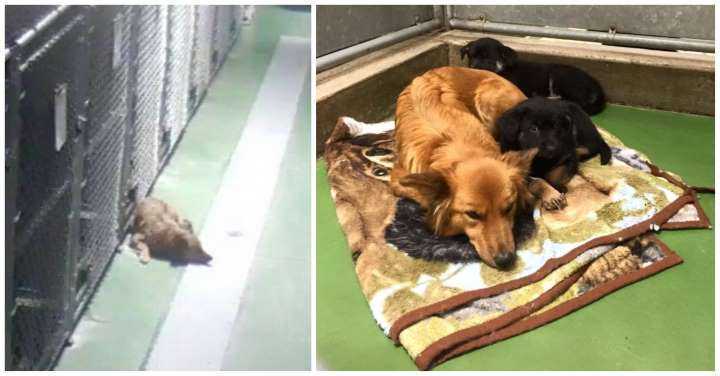 Dog Sneaking Out Of Ju Kennel To Comfort Two Crying Foster Puppies