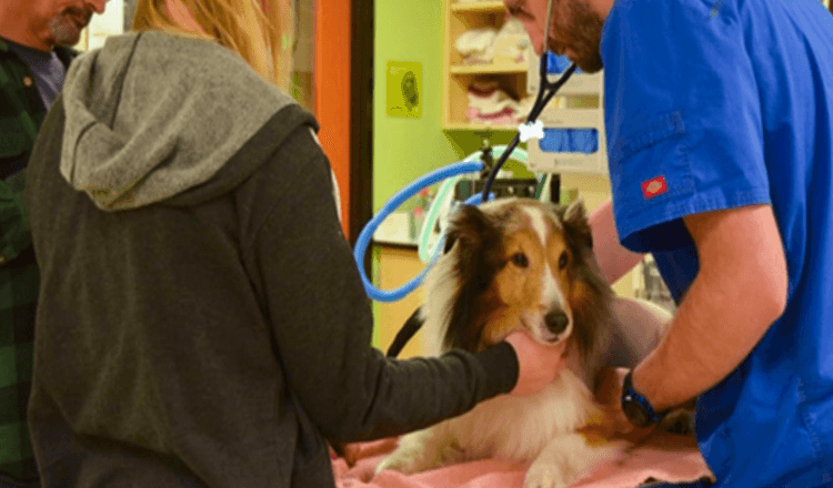 Paralyzovaný pes mal byť utratený, kým veterinár nepocítil kliešť