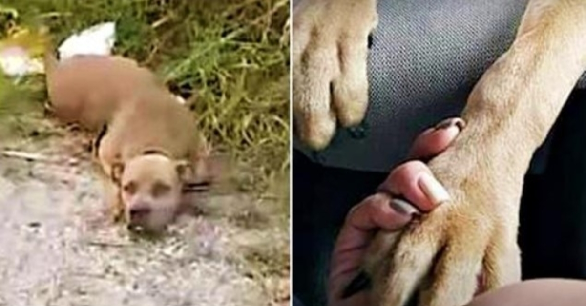 Sad And Scared Dog Lifts Head So Woman Know She Was Alive & Puts Paw In Her Hand