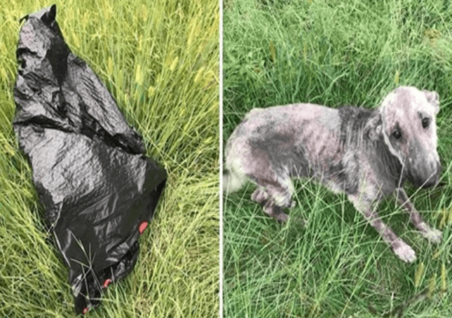 Psík ženy plače v núdzi po tom, čo našiel chorého psa pri vreci na odpadky