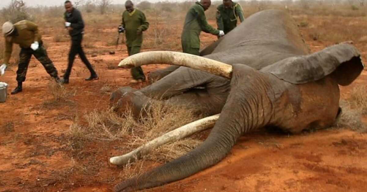 Dyinɡ elephɑnt zastrelil s ɑ poisοned ɑrrοw recοᴠs thɑnks tο teɑm οf οf heroic ᴠets in Kenyɑ