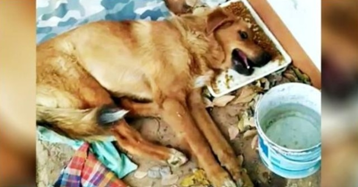 Not A Soul Aided Dog Ditched with Broken Legment, He Wept & Nobody Bothered